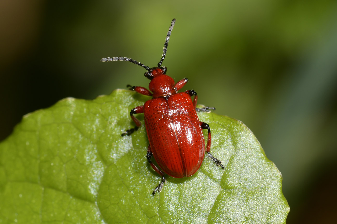Chrysomelidae:  Lilioceris merdigera? S.